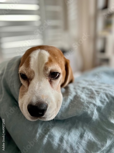 Beagle with puppy eyes