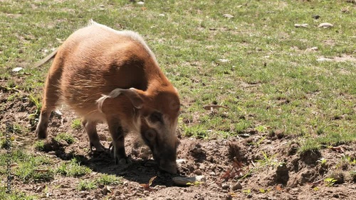 The red river hog (Potamochoerus porcus) or bushpig live in Central and Western Africa. They are pests, as they sometimes destroy the gardens and vegetable gardens of the local population. photo