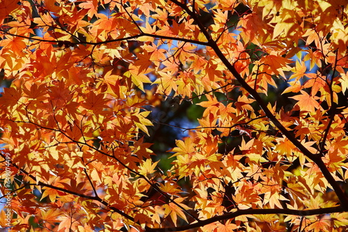 カエデの紅葉