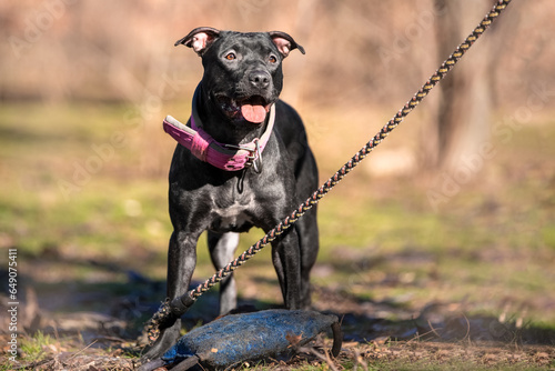 Foto Black muscular dog American pit bull terrier stands in park near iron high jump