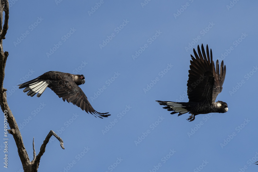Fototapeta premium Carnaby's Black Cockatoo in flight