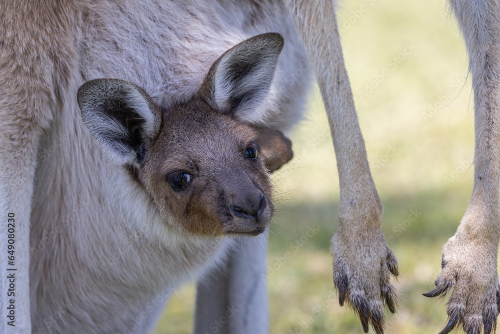 Fototapeta premium Western Grey Kangaroo with joey in pouch