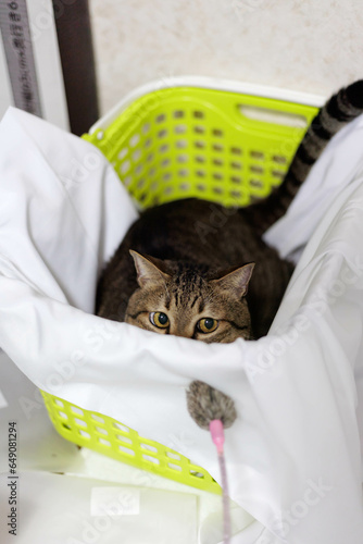 籠の中から玩具を狙う猫