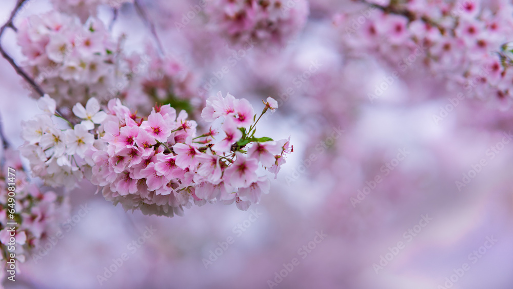 Obraz premium Cherry blossom blurred background