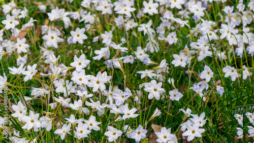 Wildflower on the field