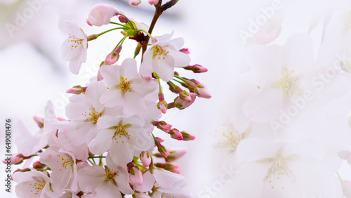 cherry blossom