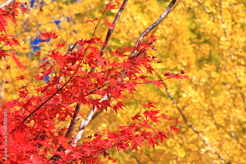 紅葉と銀杏のコントラスト