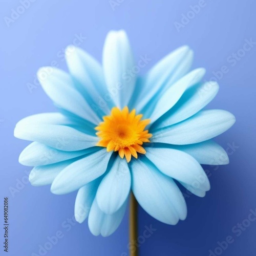 daisy on blue 