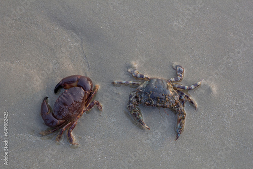 Foto Top view of Blue swimming crab, horse crab, genus maja, Scylla serrata or Serrated Mud Crab on the sand beach