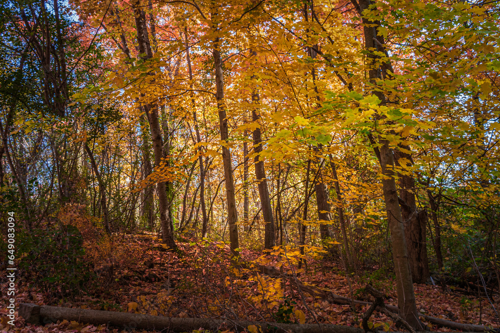 Autumn, Fall scene. Beautiful Autumnal forest. Autumn landscape, Trees and Leaves Autumn, Fall scene. Beautiful Autumnal forest. Autumn landscape, Trees and Leaves