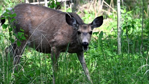 Deer family in a backyard photo