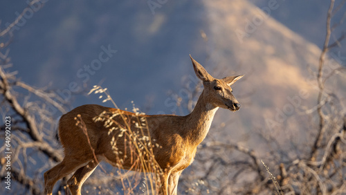 Mule Deer close-up, Sequoia & Kings Canyon
