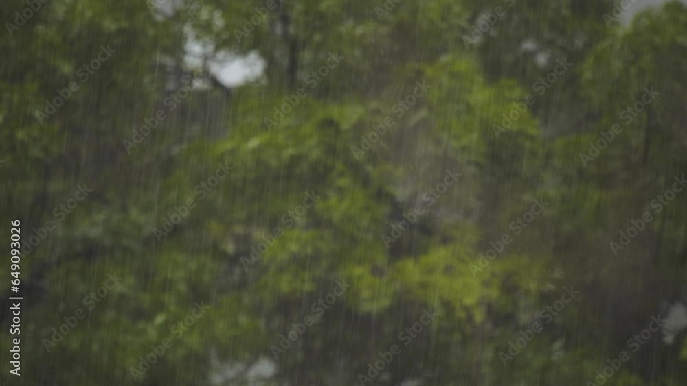 Trees under heavy rain in a summer thunderstorm Trees under heavy rain in a summer thunderstorm