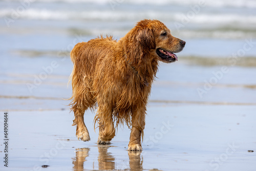 Dogs play at the beach park