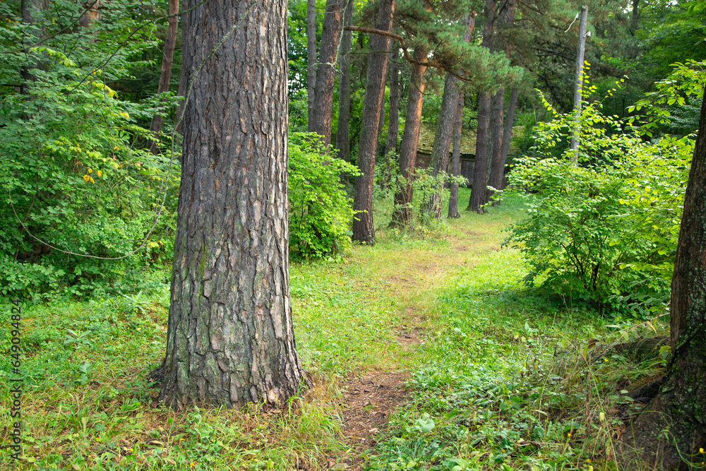 Beautiful view of trees in green forest. Beautiful view of trees in green forest.
