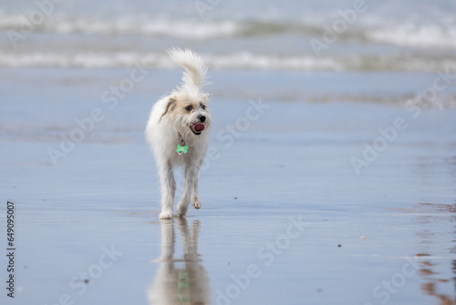 Dogs play at the beach park © Jasongeorge