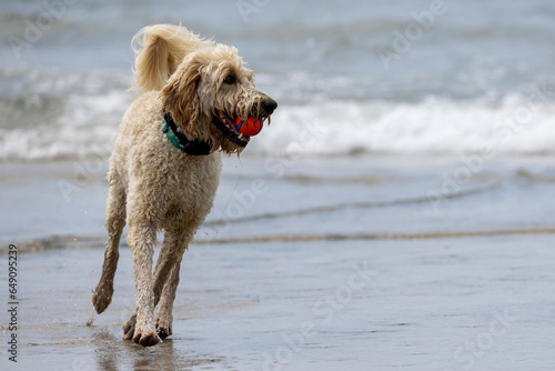 Dogs play at the beach park © Jasongeorge
