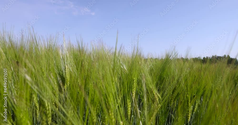 agricultural field with green cereals in summer, field with green rye agricultural field with green cereals in summer, field with green rye