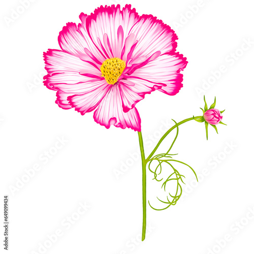 Pink Cosmos Flower in PNG File with stem. Drawing on procreate.