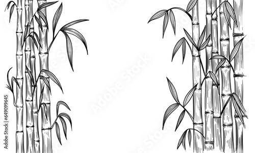 Bamboo plant. Black outline on transparent background. Hand drawn vector illustration