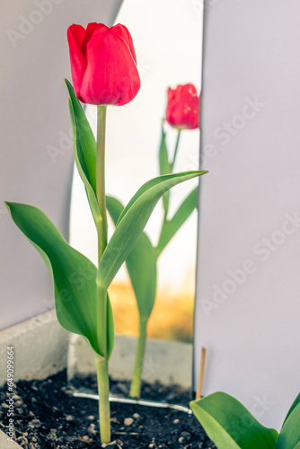 Flor de tulipán rojo en el jardín #649099664