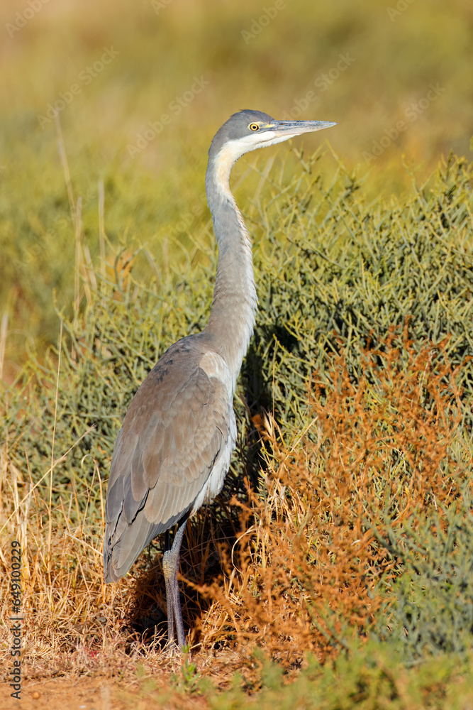 Fototapeta premium A grey heron (Ardea cinerea) standing in natural habitat, South Africa.