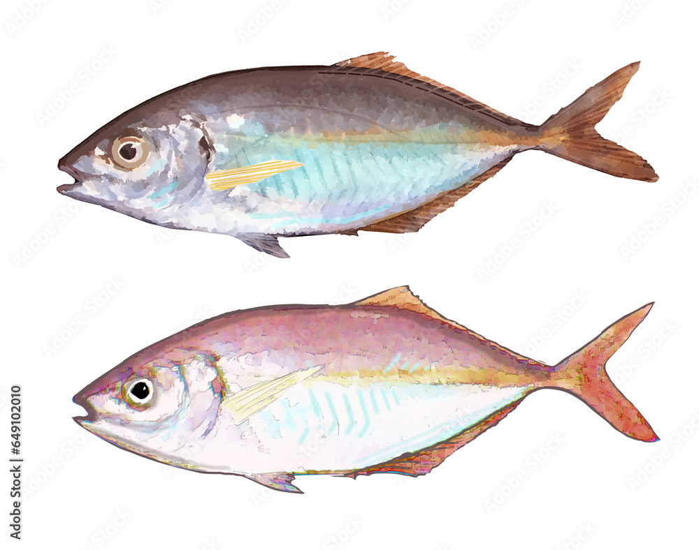 保護色の違う鯵