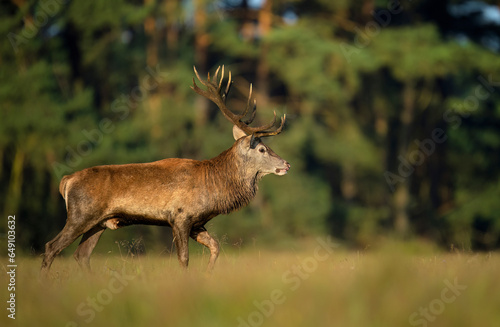 Deer male buck ( Cervus elaphus ) during rut