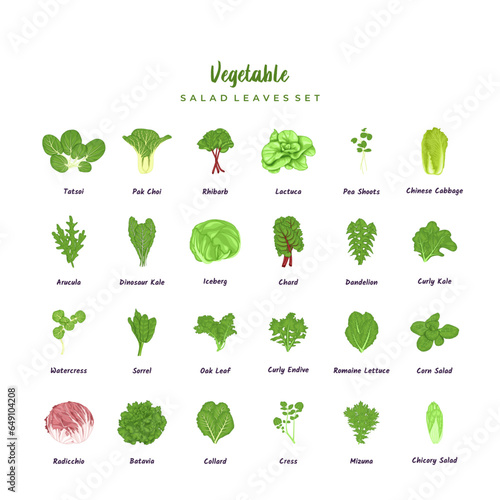 Salad leaves set. Pea shoots, watercress, dandelion, arucula, mizuna, iceberg and collard. Tatsoi, romaine lettuce, rhubarb, kale, lactuca, radicchio, pak choi, oak leaf, batavia and chard salad. photo