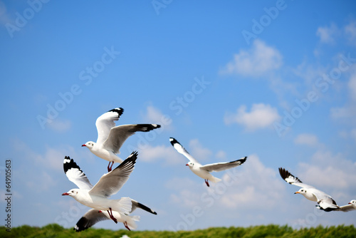 Seagulls flying in the blue sky, chasing after food to eat at Bangpu, Thailand.