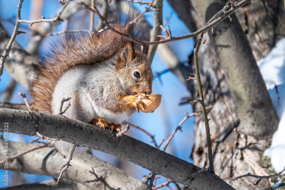 The squirrel with nut sits on tree in the winter or late autumn The squirrel with nut sits on tree in the winter or late autumn