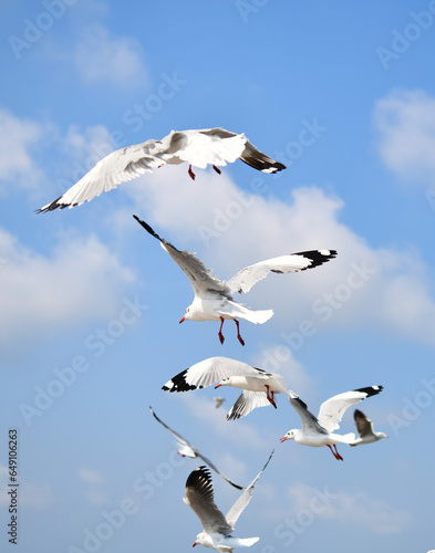 Seagulls flying in the blue sky, chasing after food to eat at Bangpu, Thailand.