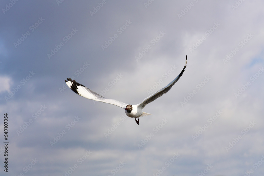 Seagulls flying in the blue sky, chasing after food to eat at Bangpu, Thailand. Seagulls flying in the blue sky, chasing after food to eat at Bangpu, Thailand.