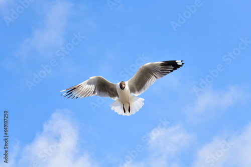 Seagulls flying in the blue sky  chasing after food to eat at Bangpu  Thailand.