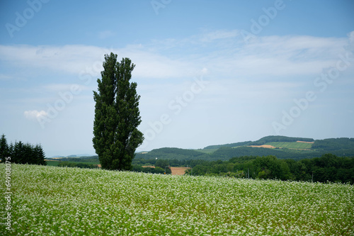 美瑛のポプラの木と蕎麦畑