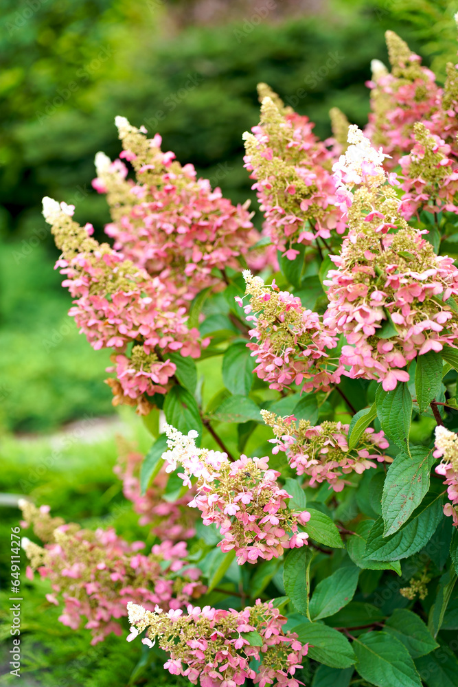 Hydrangea paniculata, the panicled hydrangea, is a species of flowering ...