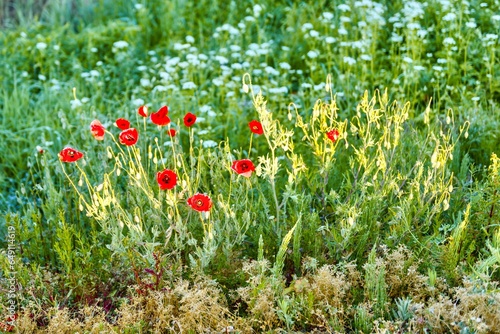 Beautiful poppies in a field among grass plants.