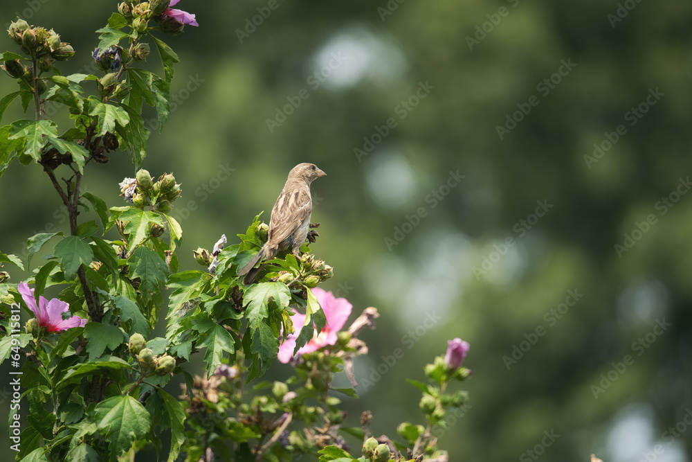 House sparrow bird perched in a Rose of Sharon hibiscus flower tree House sparrow bird perched in a Rose of Sharon hibiscus flower tree