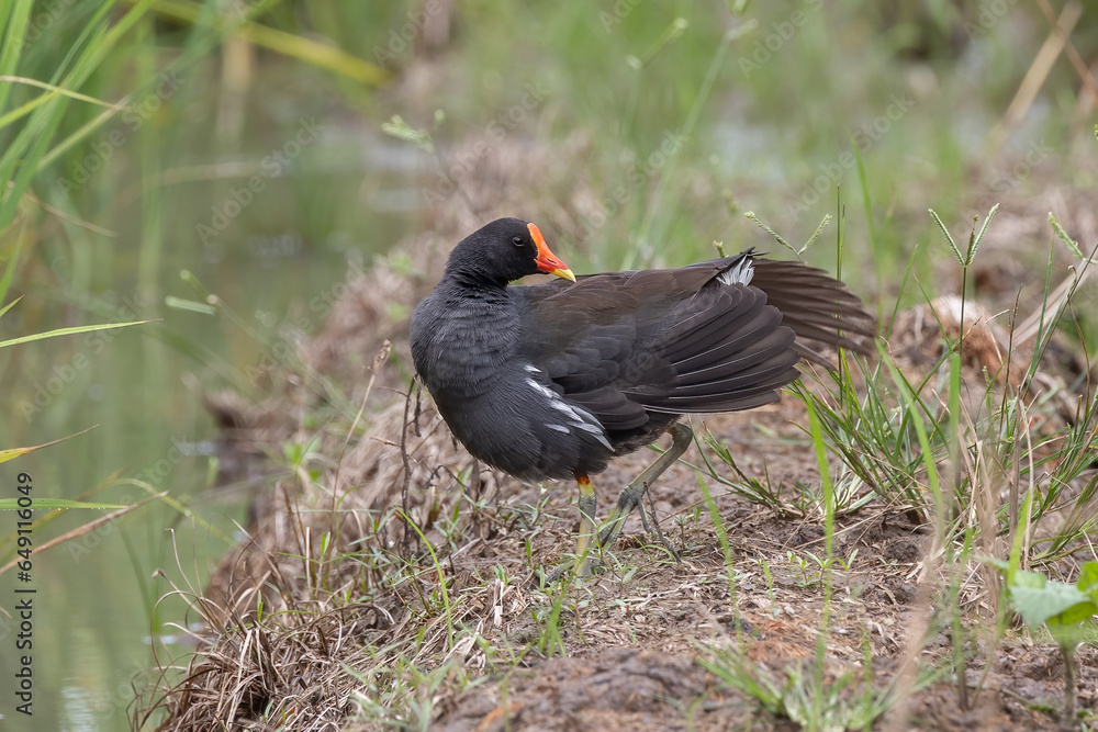 Bird Common Moorhen on paddy field Bird Common Moorhen on paddy field