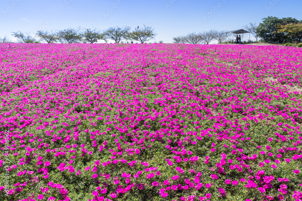 ピンクのマツバボタンの咲く丘　愛知県南知多