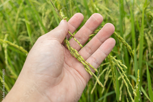 Man Hand holding a Paddy field are ready to harvest at Kota Belud, Sabah, Malaysia