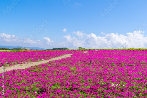 ピンクのマツバボタンの咲く丘 愛知県南知多