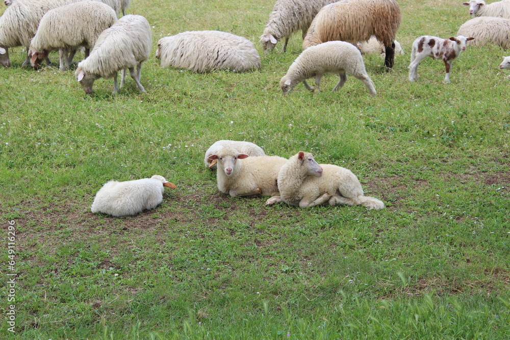 sheep grazing in the meadow sheep grazing in the meadow