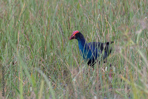 Nature wildlife image of Black-faced Swamphen hiding on paddy field