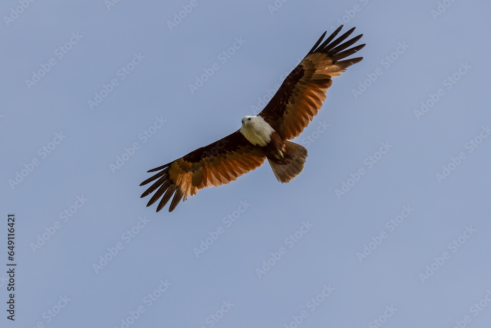 Brahminy kite eagle flying above looking for prey over the blue sky Brahminy kite eagle flying above looking for prey over the blue sky