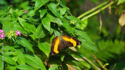 Yoma sabina, or orange lurcher butterfly, sitting on a tropical pentas lanceolata plant (Egyptian star flower) at the butterfly sanctuary in Kuranda, Cairns — Far North Queensland, Australia photo