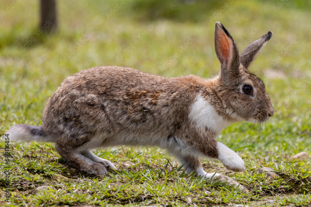Close-up image of Adorable rabbit at rabbit farm Close-up image of Adorable rabbit at rabbit farm