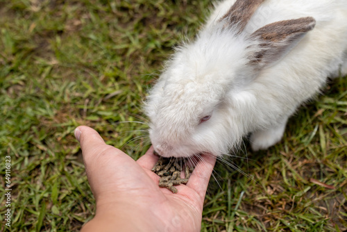 Man hand feeding food to cute rabbit on rabbit farm
