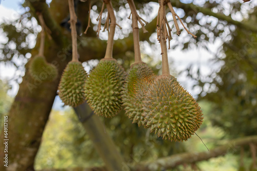 Close-up image of Fresh musang king durian on tree photo