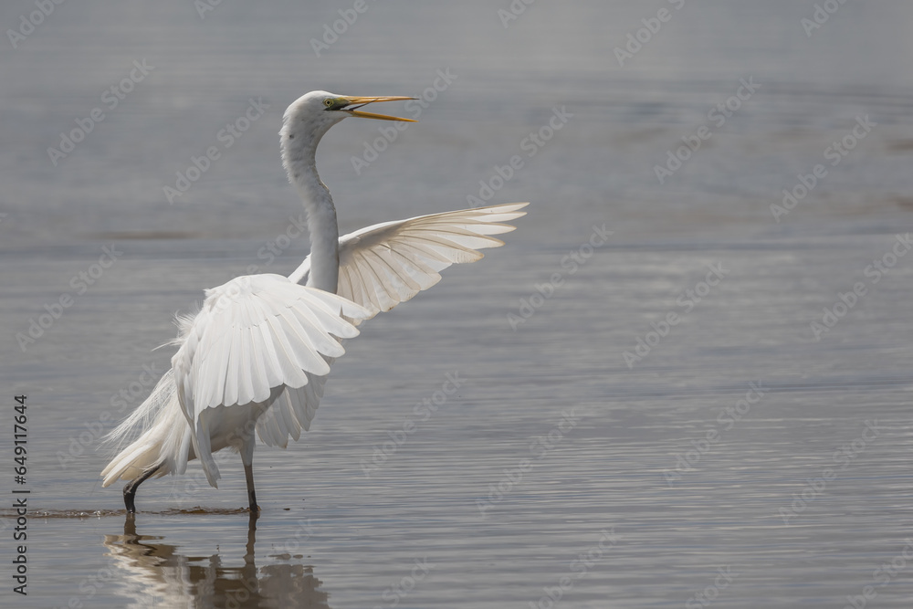 Nature wildlife of cattle egret bird on paddy field Nature wildlife of cattle egret bird on paddy field